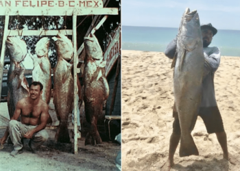 Cocaína do mar’: por que peixe é cobiçado por traficantes e corre risco de extinção