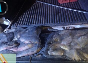 Sema e PM apreendem 42 kg de pescado ilegal em Santo Antônio de Leverger