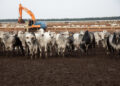 Carne bovina produzida em MT destinada à exportação alimenta 20 milhões de pessoas ao ano