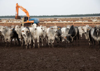 Carne bovina produzida em MT destinada à exportação alimenta 20 milhões de pessoas ao ano