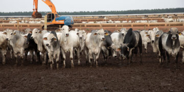 Carne bovina produzida em MT destinada à exportação alimenta 20 milhões de pessoas ao ano