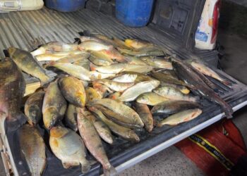 Sema-MT apreende mais de 60 kg de pescado ilegal em Santo Antônio de Leverger
