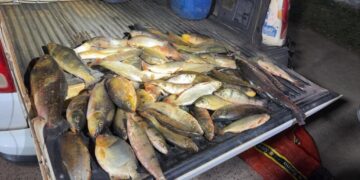 Sema-MT apreende mais de 60 kg de pescado ilegal em Santo Antônio de Leverger