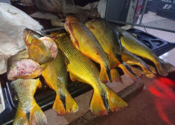 Batalhão Ambiental da PM apreende 35 quilos de Dourado em Tangará da Serra