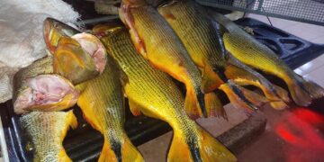 Batalhão Ambiental da PM apreende 35 quilos de Dourado em Tangará da Serra