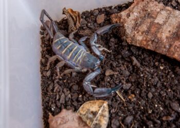 SES alerta para importância da prevenção a acidentes com escorpiões durante período chuvoso