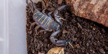 SES alerta para importância da prevenção a acidentes com escorpiões durante período chuvoso