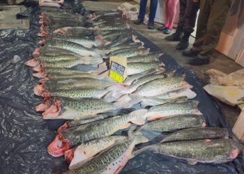 Sema-MT apreende 431 kg de pescado ilegal durante operação em Santo Antônio de Leverger