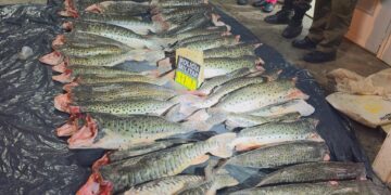 Sema-MT apreende 431 kg de pescado ilegal durante operação em Santo Antônio de Leverger
