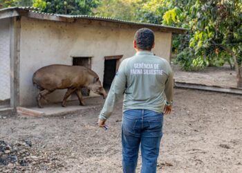 Antas resgatadas pela Sema-MT passam a viver em reserva ecológica após tratamento complexo de saúde