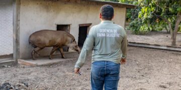 Antas resgatadas pela Sema-MT passam a viver em reserva ecológica após tratamento complexo de saúde