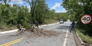 Trecho da MT-251 será interditado na quinta-feira (14) para retirada de árvore