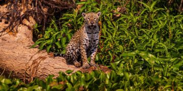 Documentário apoiado pelo Governo projetará turismo no Pantanal mato-grossense para o mundo