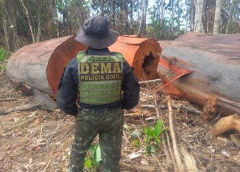 Polícia Civil deflagrou 24 operações contra crimes ambientais em MT