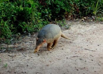 Câmeras instaladas pela Sema na Transpantaneira registram 95 espécies de animais silvestres