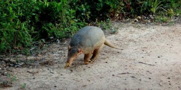 Câmeras instaladas pela Sema na Transpantaneira registram 95 espécies de animais silvestres