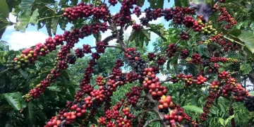 Restauração florestal em cafezais é viável economicamente, diz estudo