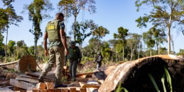 Período proibitivo para exploração do manejo florestal sustentável em MT segue até 1º de abril