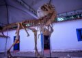 Exposição de réplicas de dinossauros chega ao Museu de História Natural
