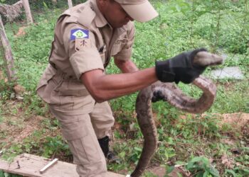 Corpo de Bombeiros Militar captura jiboia em área residencial