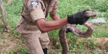Corpo de Bombeiros Militar captura jiboia em área residencial