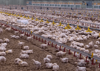 Mais de 790 milhões de animais foram movimentados em 2023 no Estado