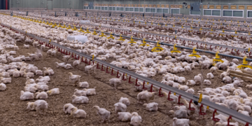 Mais de 790 milhões de animais foram movimentados em 2023 no Estado