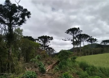 Estudo mostra que árvores exclusivas da Mata Atlântica estão ameaçadas