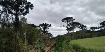 Estudo mostra que árvores exclusivas da Mata Atlântica estão ameaçadas