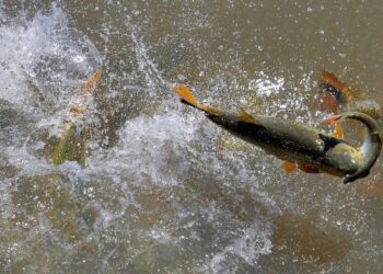 Pescador amador só pode atuar na modalidade “pesque e solte”