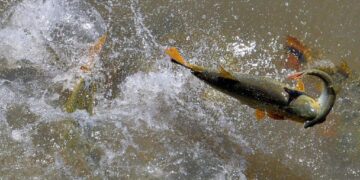 Pescador amador só pode atuar na modalidade “pesque e solte”