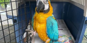 Sema devolve cateto à natureza e entrega arara para guardião após resgate em Guarantã do Norte