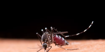 MT registra primeira morte por chikungunya neste ano