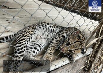 Jaguatiricas serão enviadas pela Sema-MT para projeto de conservação no Tocantins