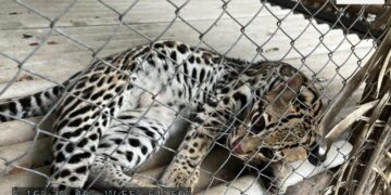 Jaguatiricas serão enviadas pela Sema-MT para projeto de conservação no Tocantins