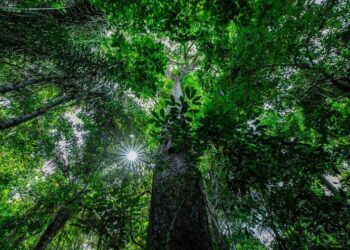 Justiça recebe denúncia do MPMT e impõe cautelares a nove acusados