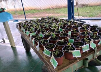 Estudantes de escola estadual aprendem a fazer adubo orgânico utilizando técnica sustentável