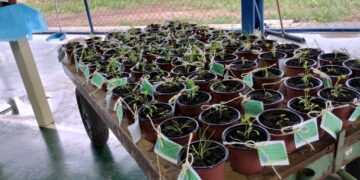 Estudantes de escola estadual aprendem a fazer adubo orgânico utilizando técnica sustentável