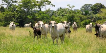 Mato Grosso registra recorde de abates de bovinos e exportações em abril de 2024