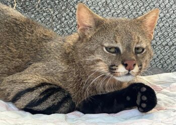 Gato-palheiro resgatado em MT passa a viver em zoológico de SP para reprodução da espécie