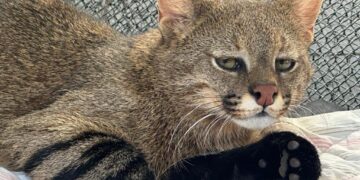 Gato-palheiro resgatado em MT passa a viver em zoológico de SP para reprodução da espécie