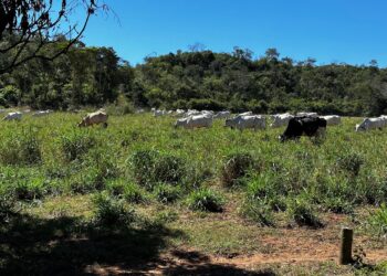 Mesmo preso em regime fechado, criminoso investigado em operação adquiriu patrimônio considerável, aponta Polícia Civil