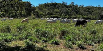 Mesmo preso em regime fechado, criminoso investigado em operação adquiriu patrimônio considerável, aponta Polícia Civil
