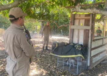 Corpo de Bombeiros Militar resgata jaguatirica após ser chamado por moradores