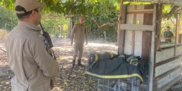 Corpo de Bombeiros Militar resgata jaguatirica após ser chamado por moradores