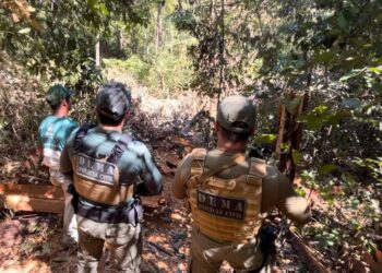 Polícia Civil flagra derrubada de árvores em área de preservação permanente no nordeste de MT