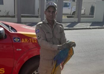 Corpo de Bombeiros Militar resgata arara-canindé com dificuldade de voar