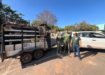 Em ação preventiva, Sema reforça equipe de fauna com cinco veterinários especializados em animais silvestres