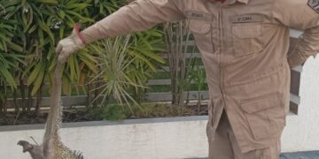 Corpo de Bombeiros Militar resgata porco-espinho que estava em árvore em frente a uma residência