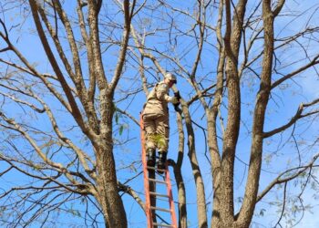 Bombeiros militares resgatam filhote de gato que ficou preso em topo de árvore